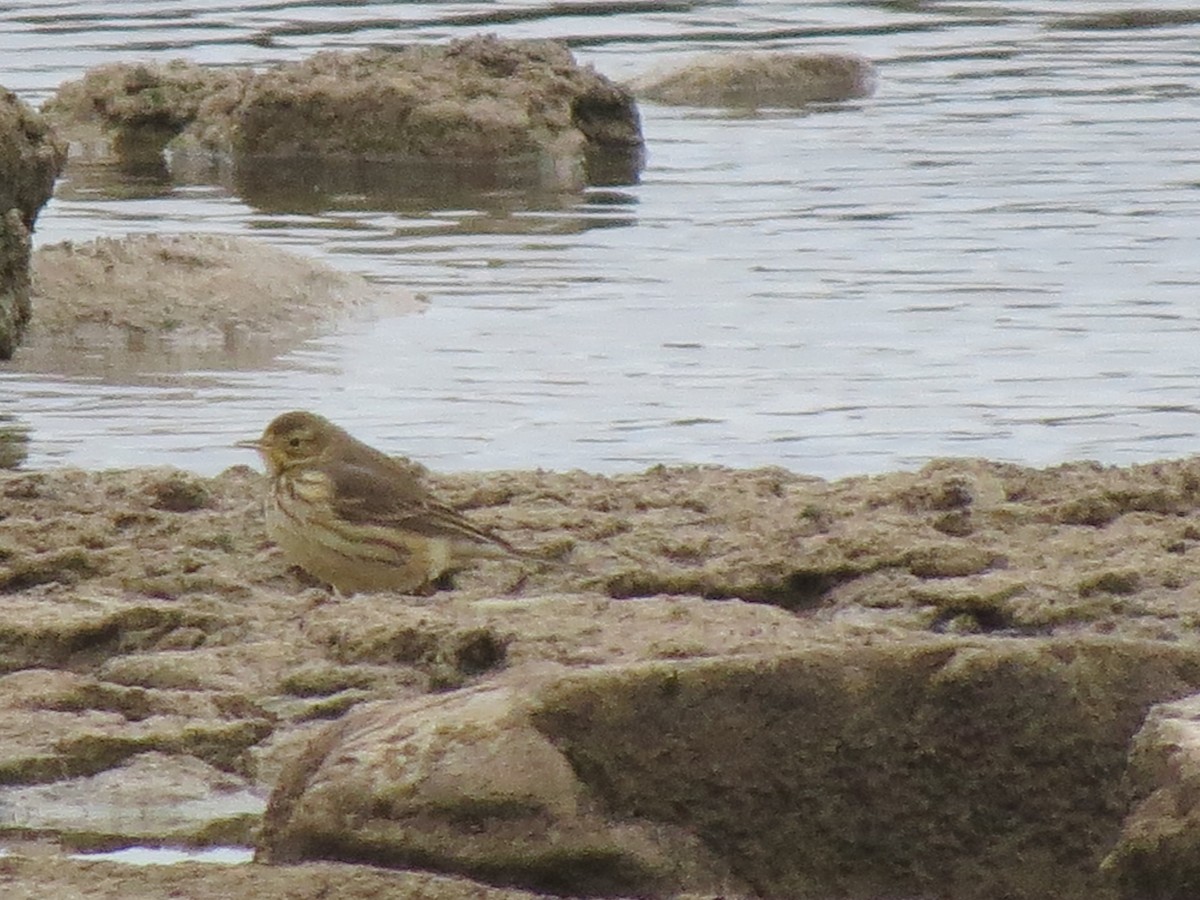 American Pipit - Diana Werezak