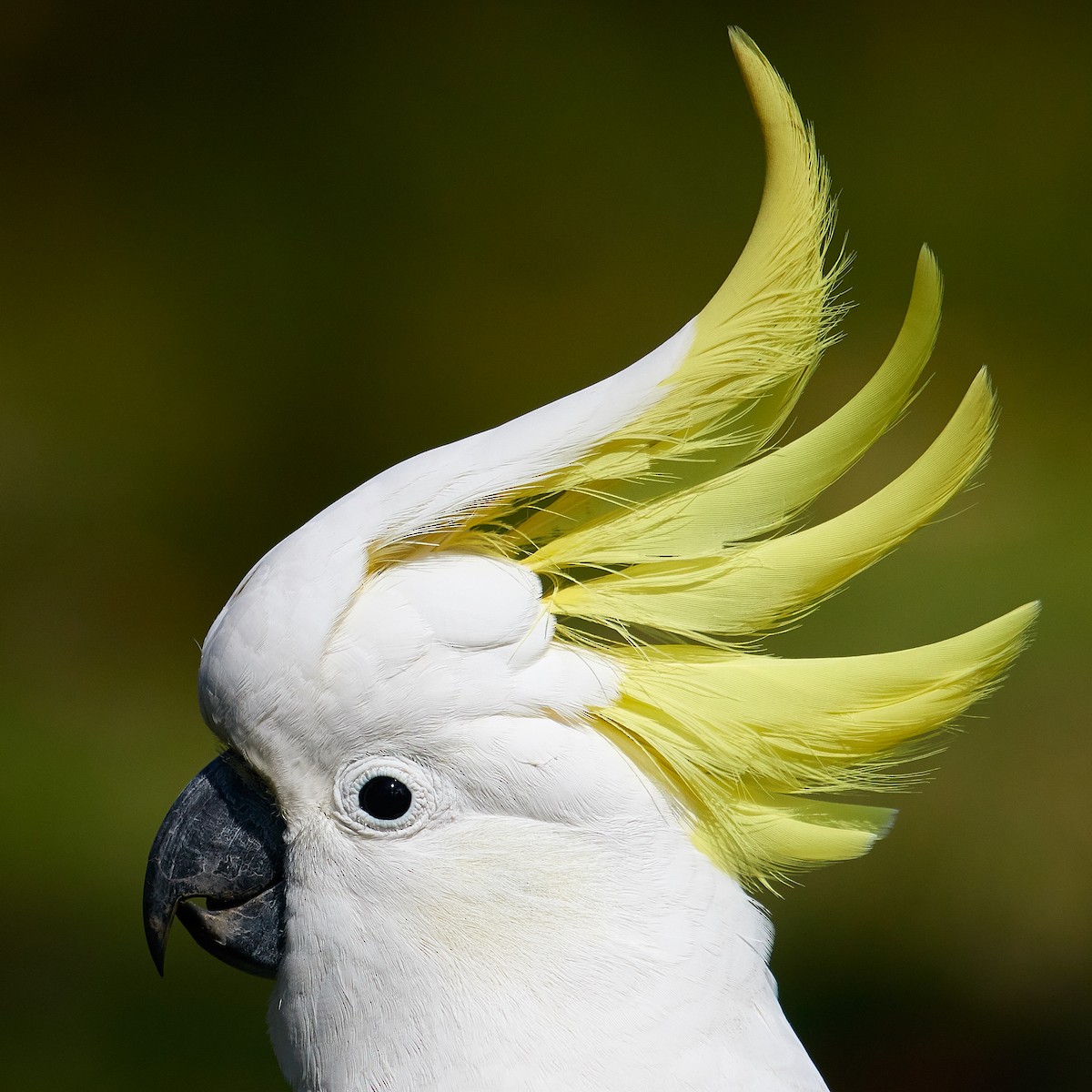 Sulphur-crested Cockatoo - Werner Suter