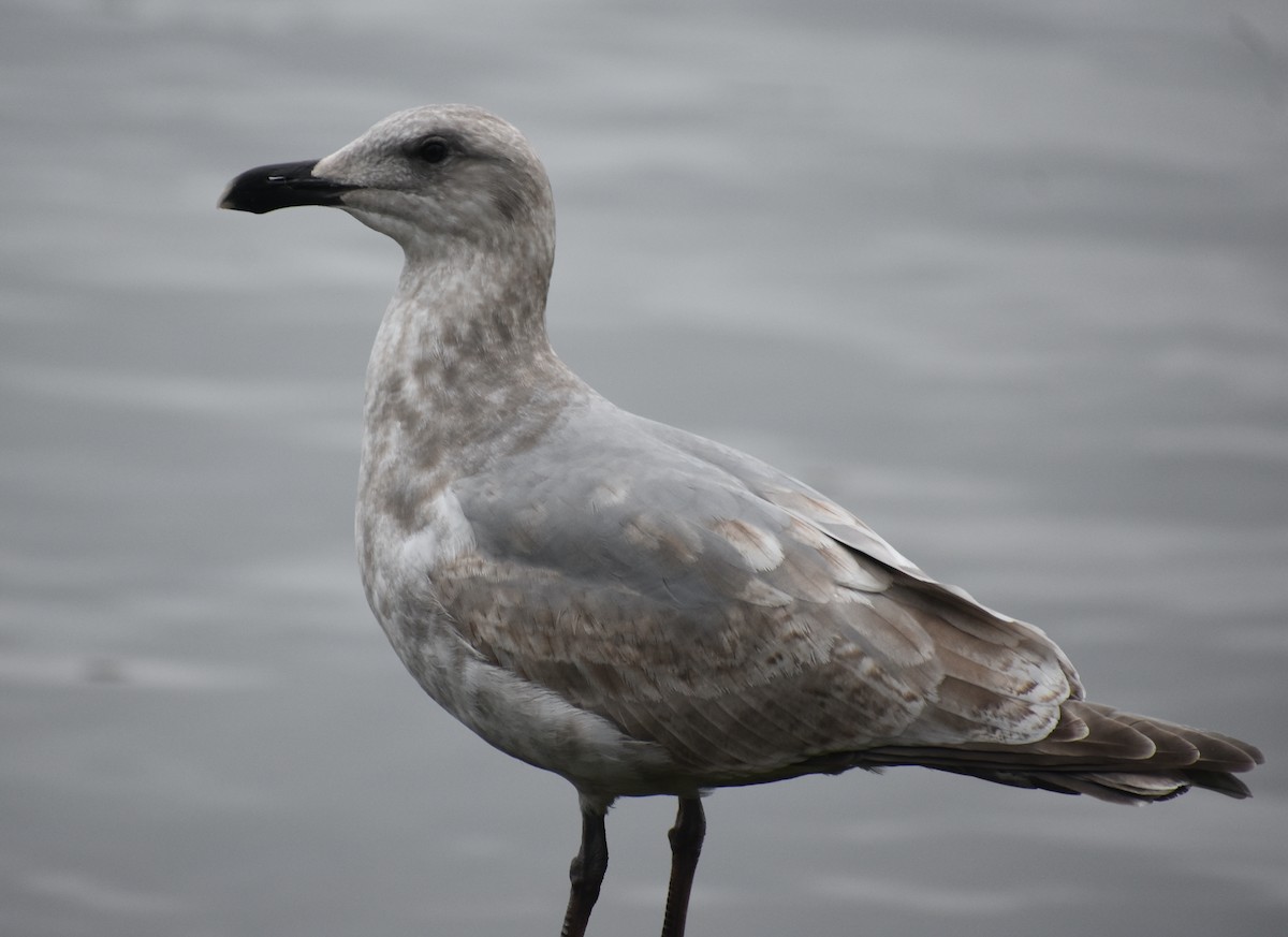 Western x Glaucous-winged Gull (hybrid) - ML613282351