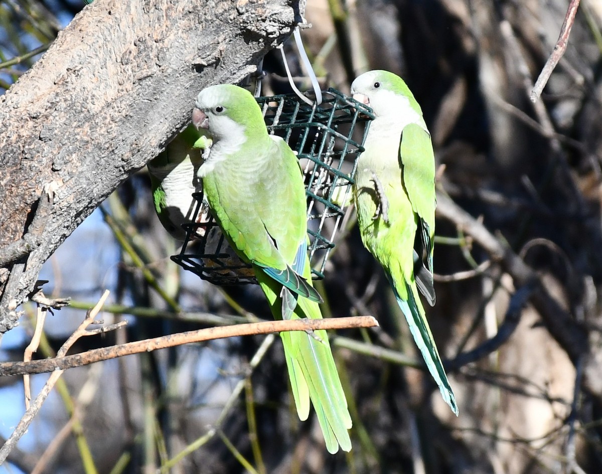 Monk Parakeet - ML613282381