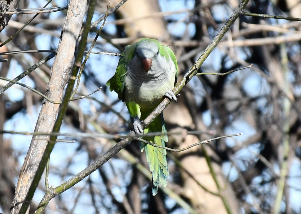 Monk Parakeet - ML613282389