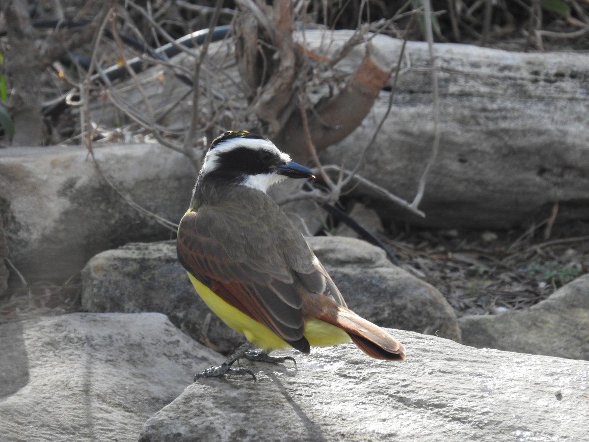 Great Kiskadee - ML613282529