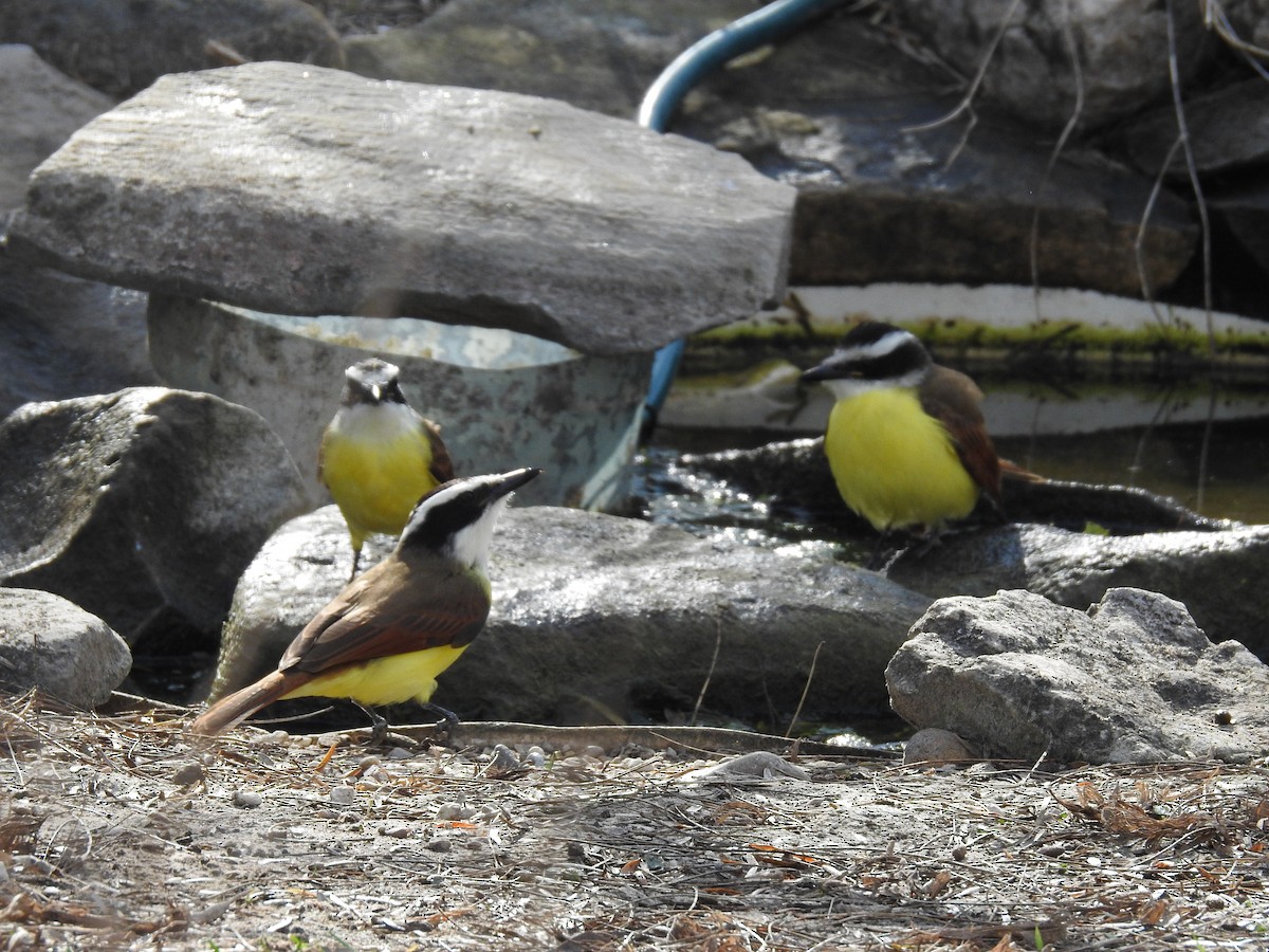 Great Kiskadee - ML613282537