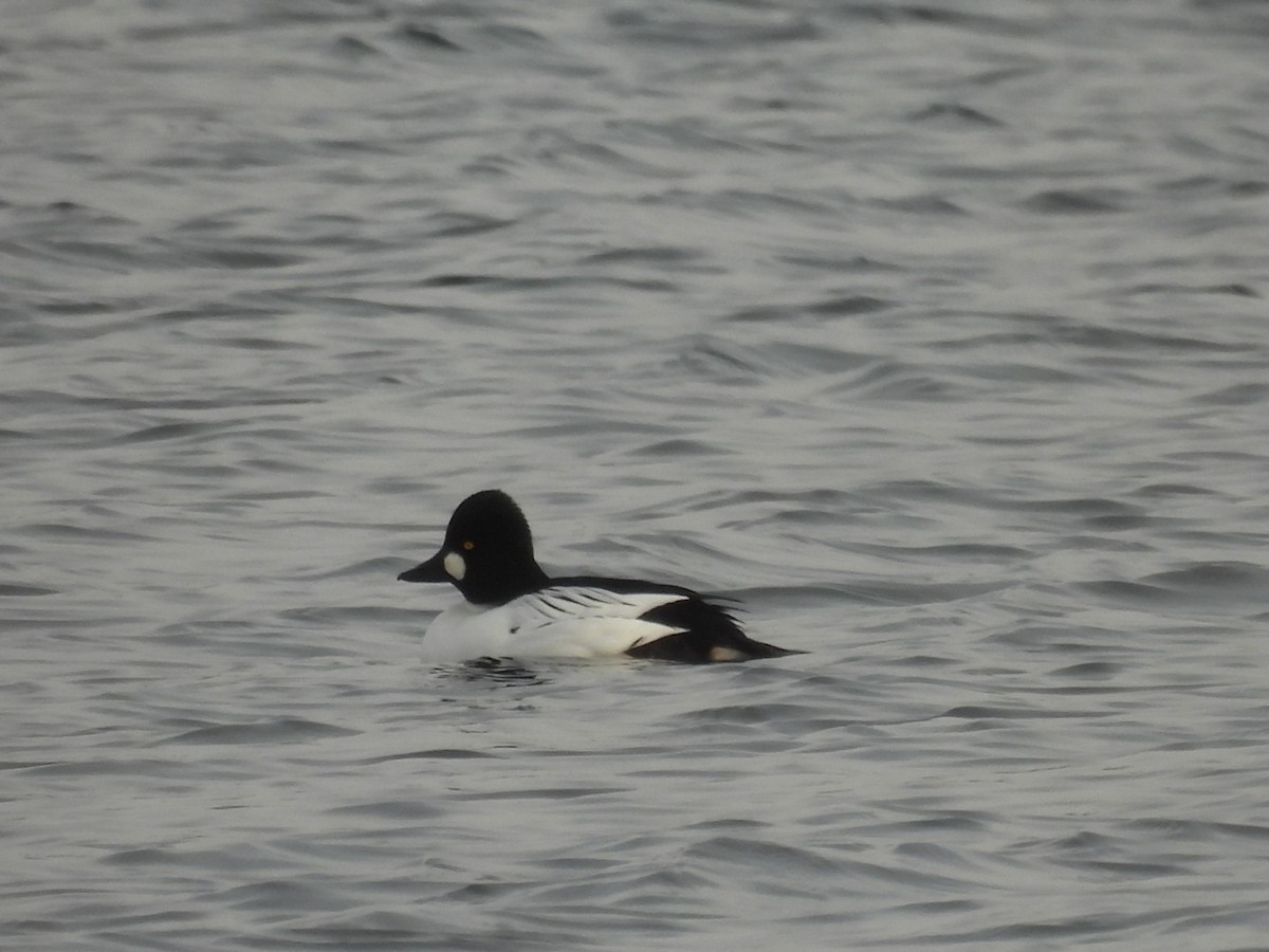 Common Goldeneye - ML613282558