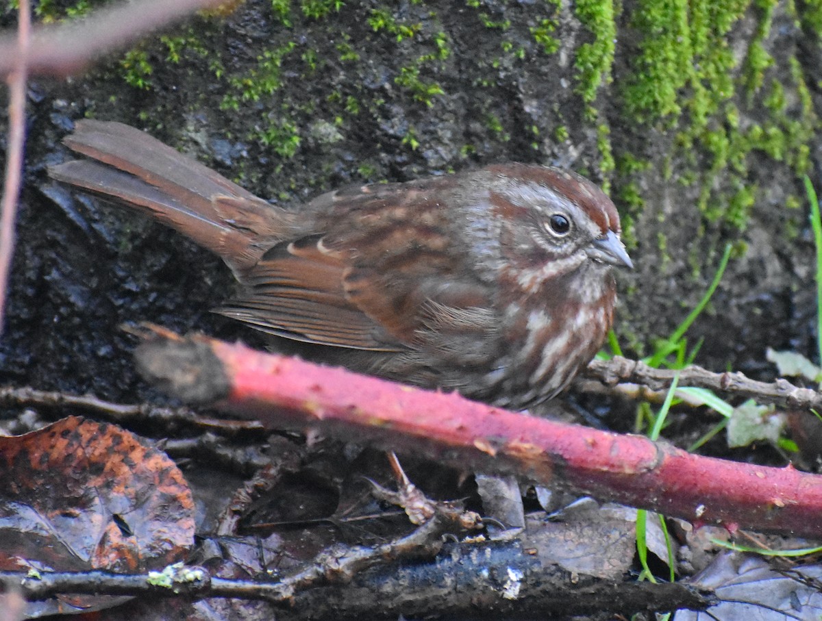 Song Sparrow - John Lynch