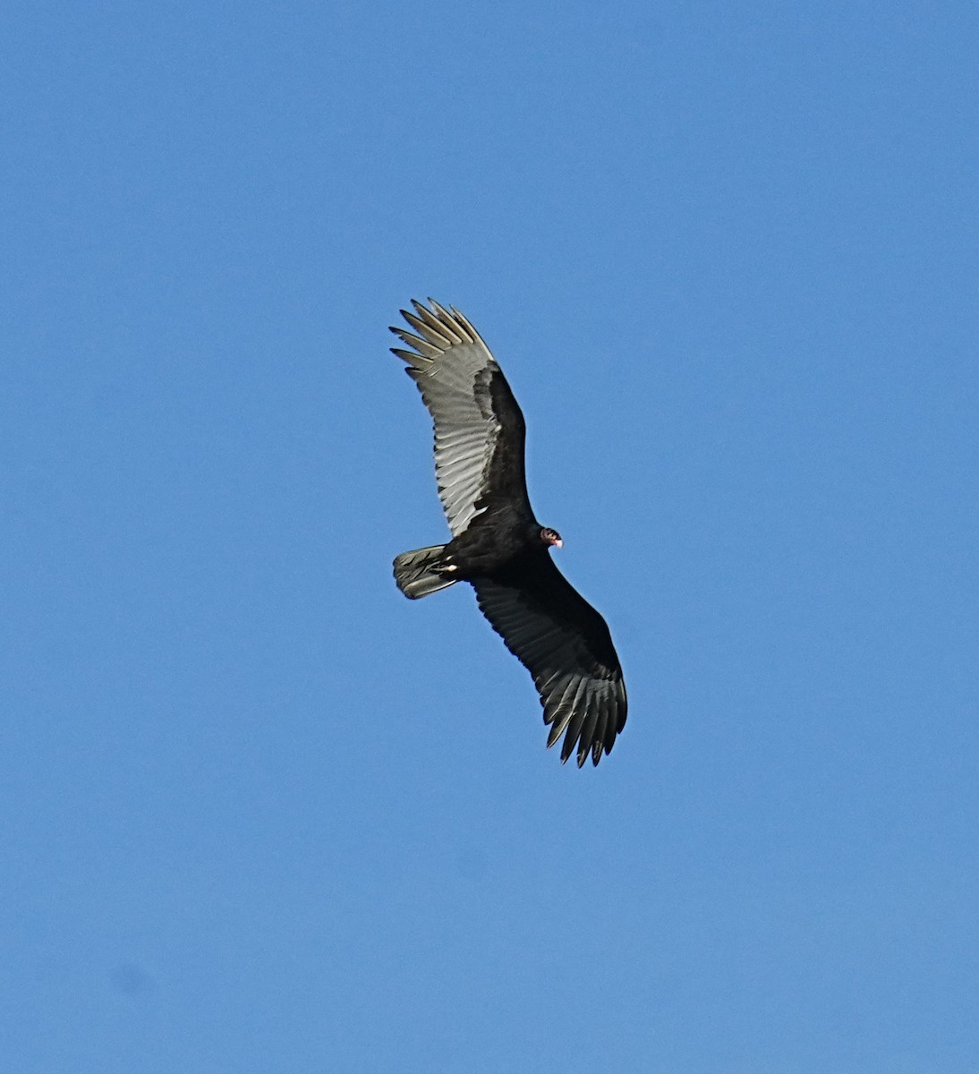 Turkey Vulture - ML613282663