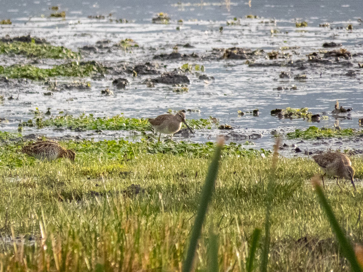 Long-billed Dowitcher - ML613282691