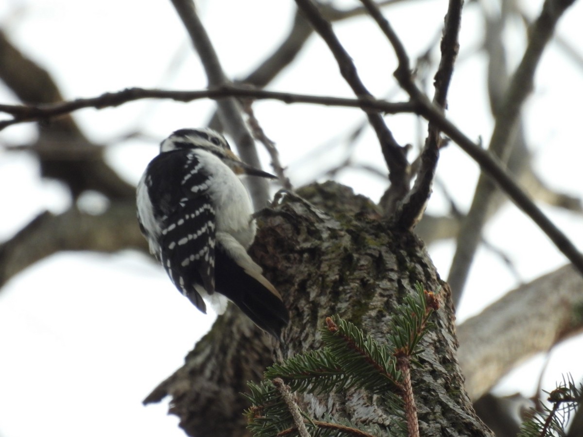 Hairy Woodpecker - ML613282698