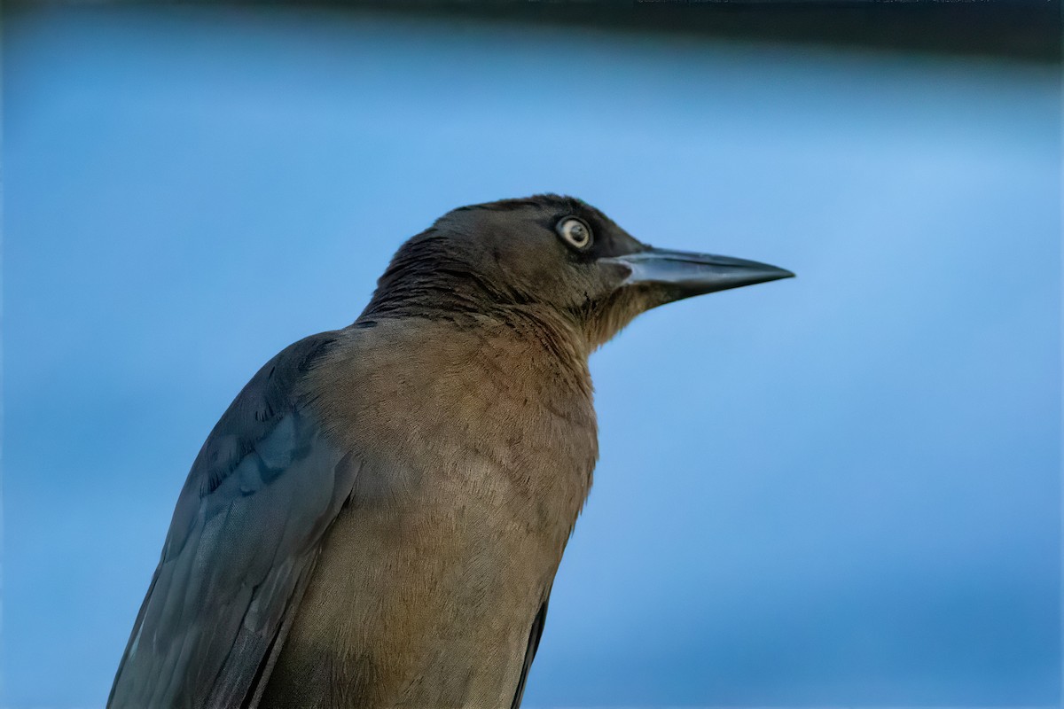 Great-tailed Grackle - ML613282711