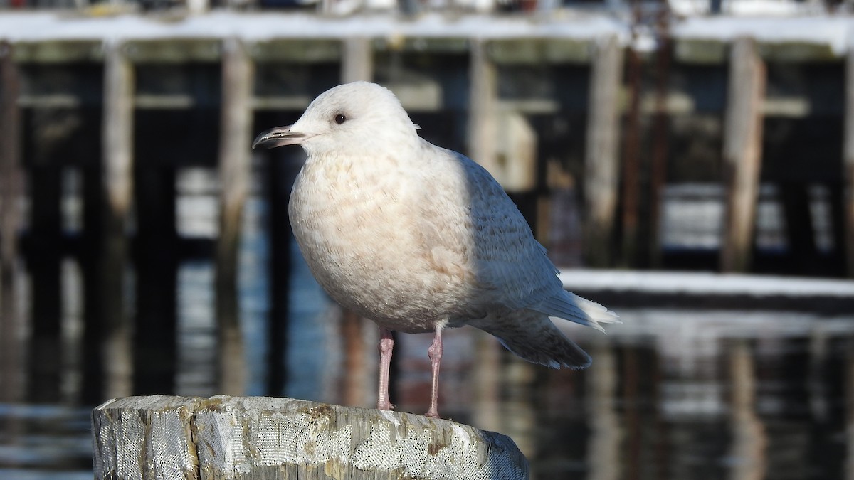 Gaviota Groenlandesa - ML613282861