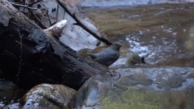 American Dipper (Northern) - ML613282921