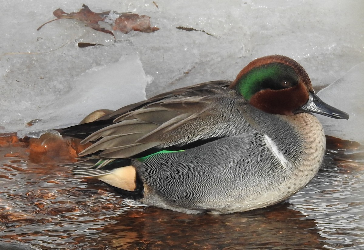 Green-winged Teal - Rob Speirs