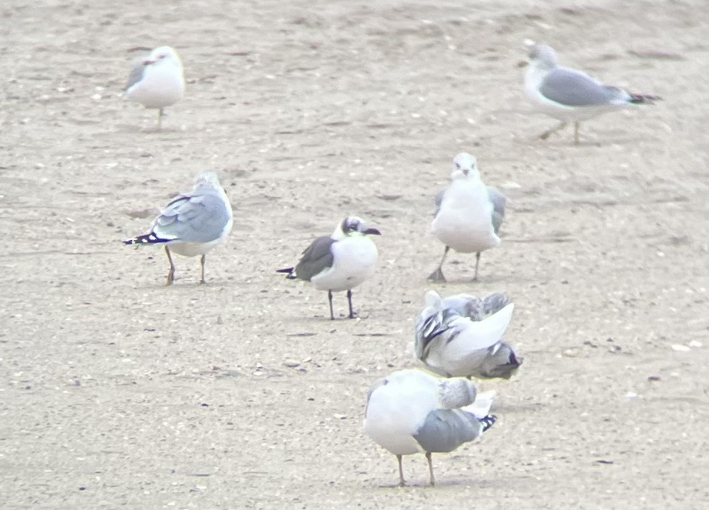 Laughing Gull - ML613282933