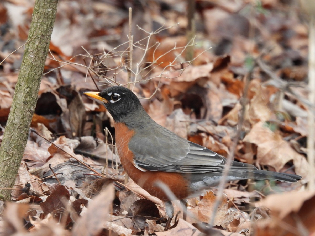 American Robin - Sam Reitenour