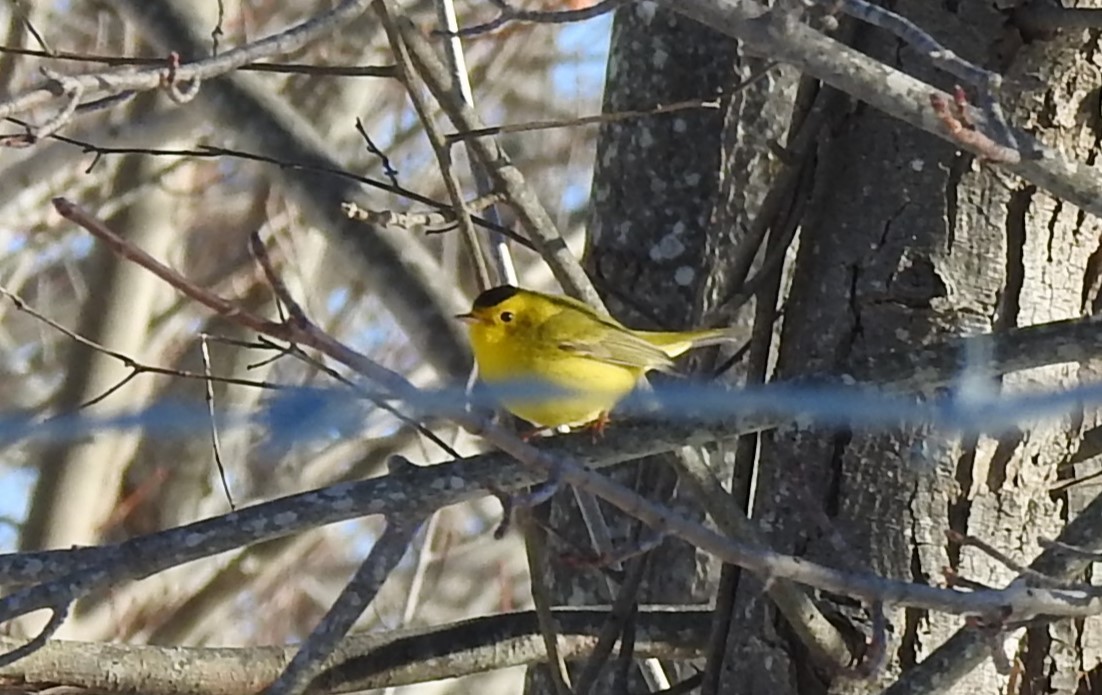 Wilson's Warbler - Rob Speirs