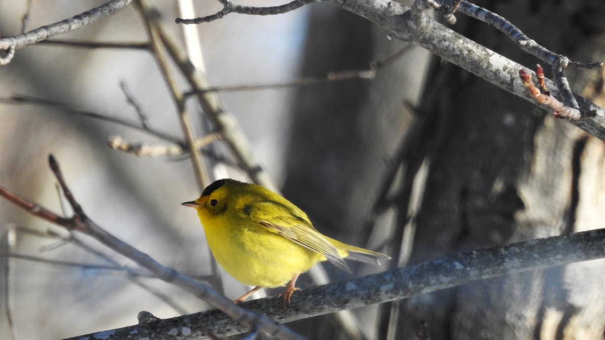 Wilson's Warbler - Rob Speirs