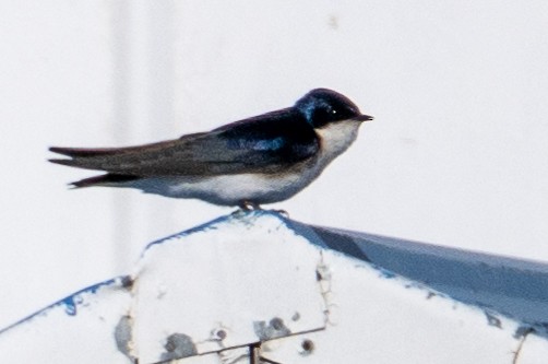 Blue-and-white Swallow - James Hoagland