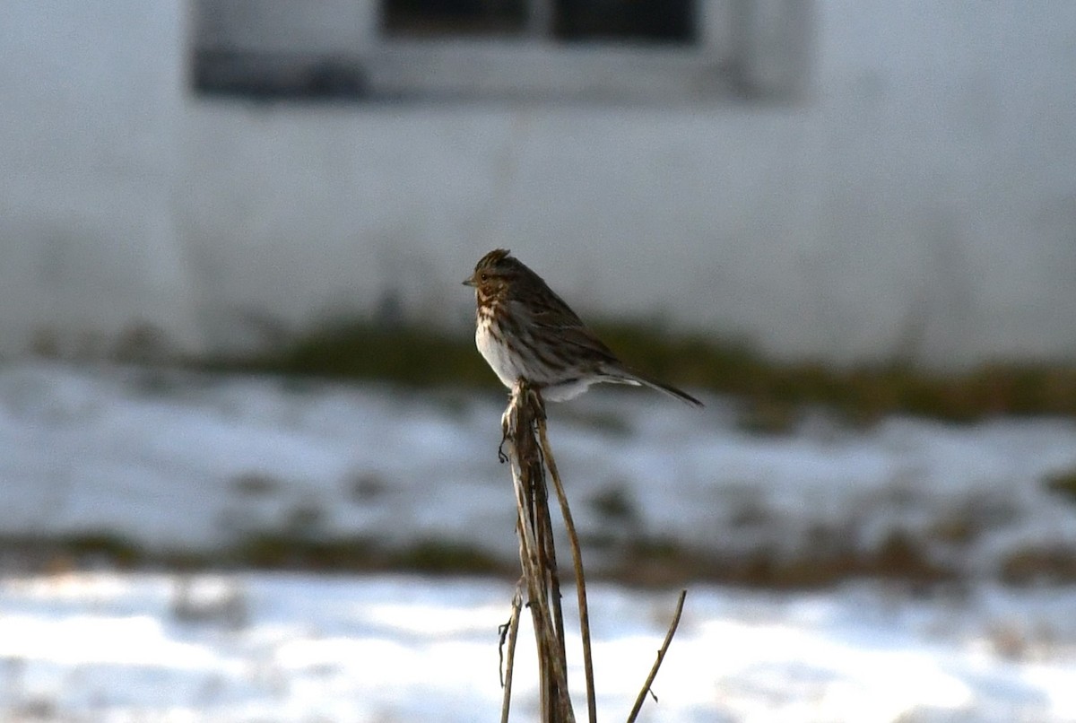 Song Sparrow - ML613283060