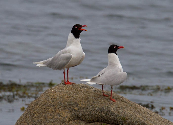 Mediterranean Gull - ML613283097