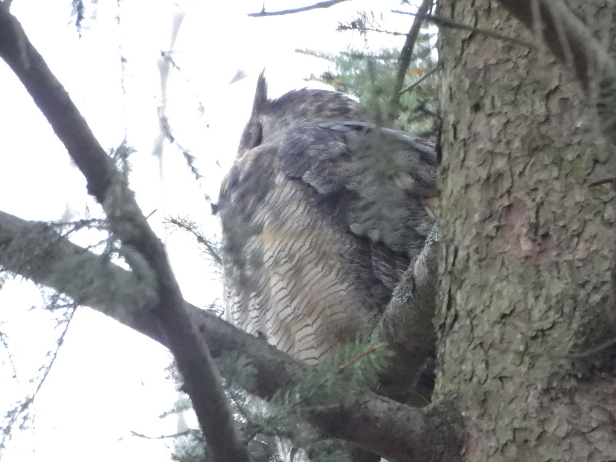 Great Horned Owl - ML613283099