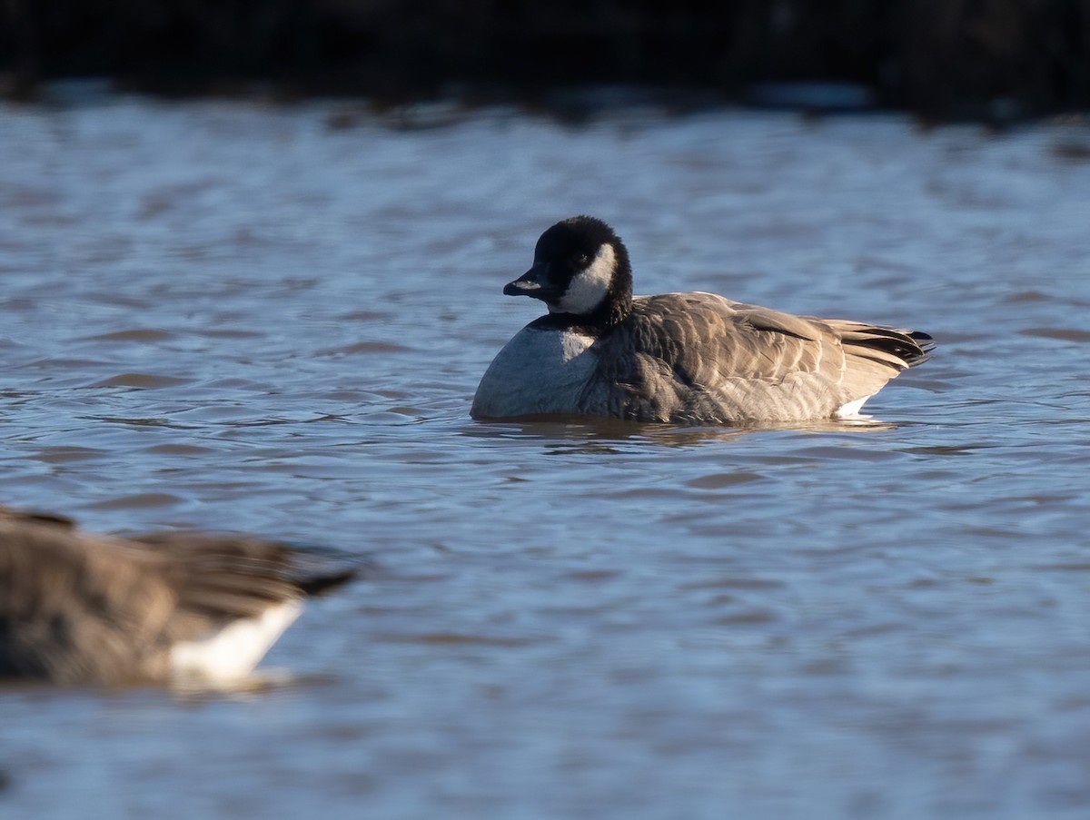 Cackling Goose - ML613283119
