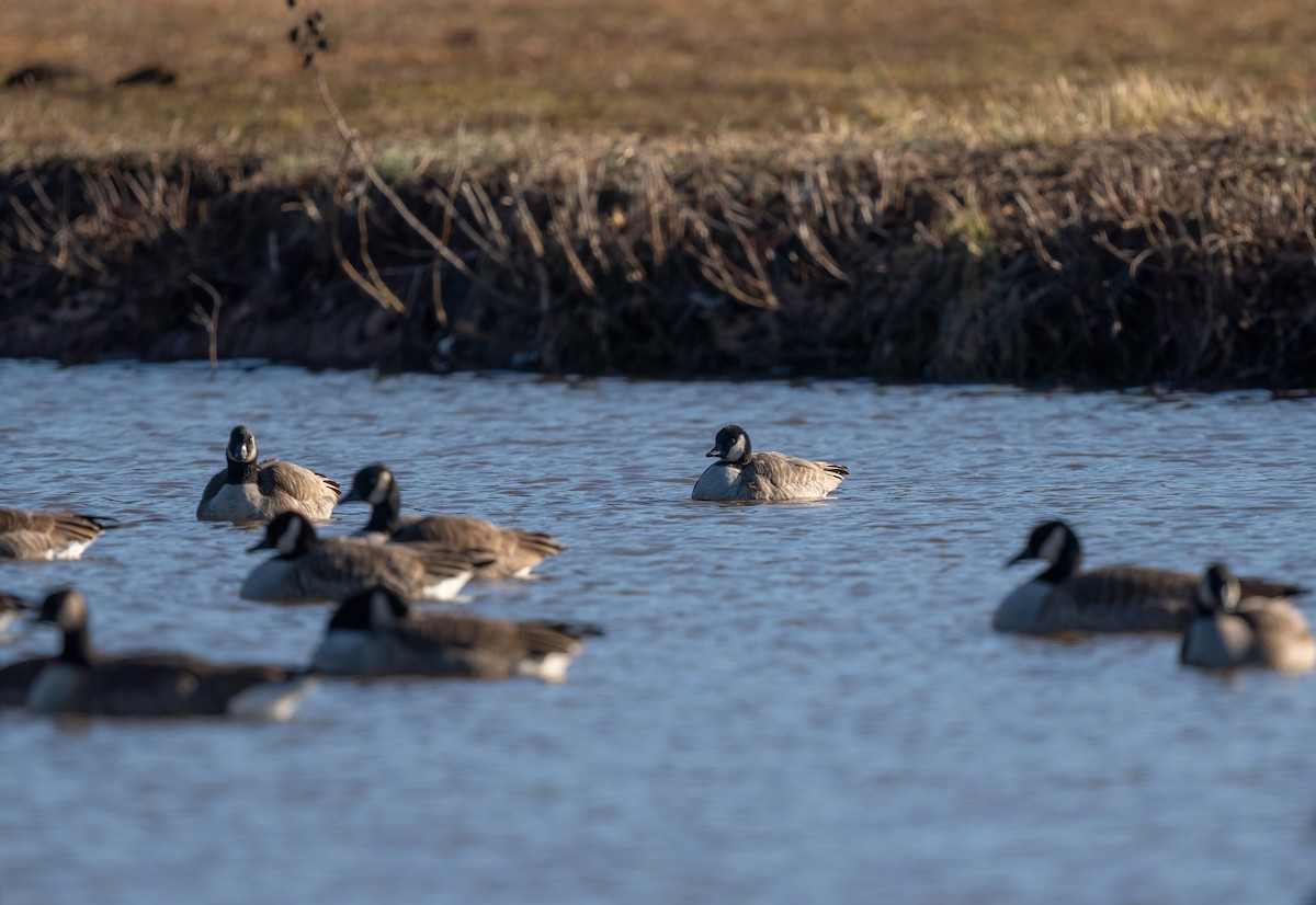 Cackling Goose - ML613283120