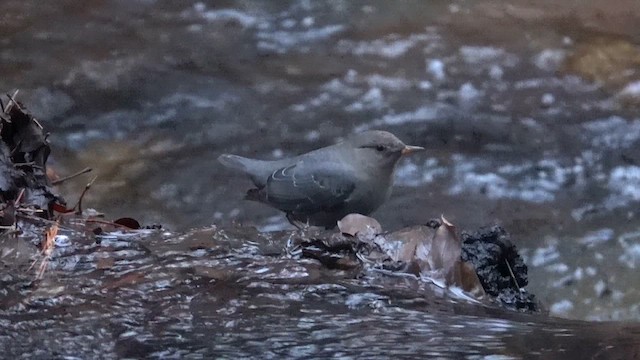 Grauwasseramsel [mexicanus-Gruppe] - ML613283139