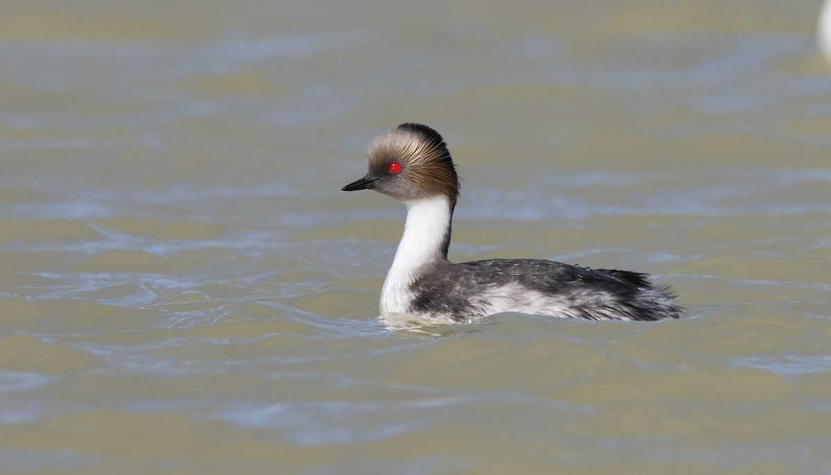 Silvery Grebe (Patagonian) - Pavel Parkhaev