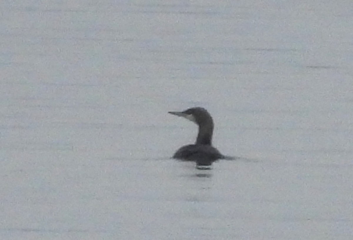 Pacific Loon - Joanne Muis Redwood