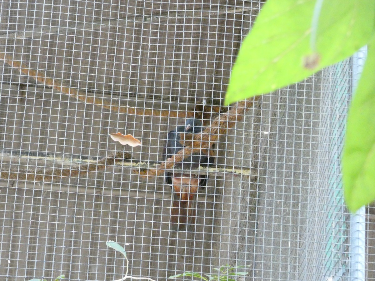 Тихоокеанский плодовый голубь - ML613283247
