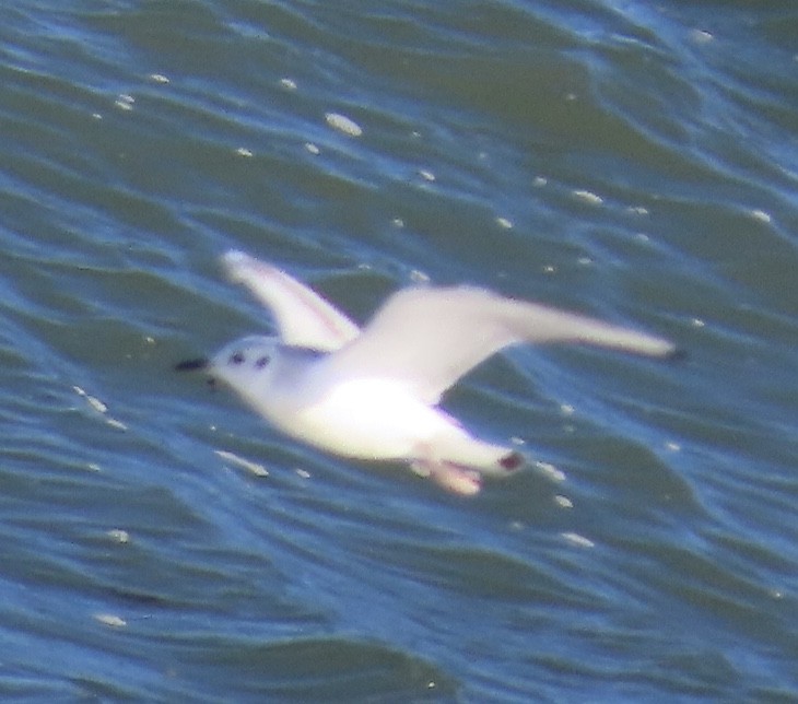 Bonaparte's Gull - ML613283274