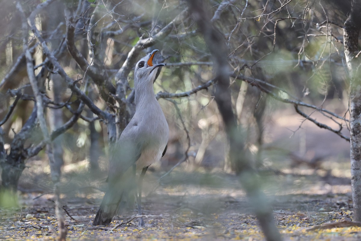 Çunga Kariyaması - ML613283432