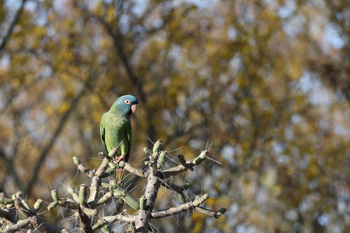 Blue-crowned Parakeet - ML613283435