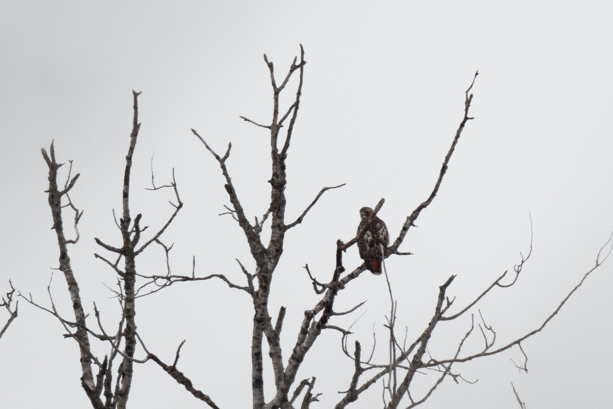 Rotschwanzbussard - ML613283456