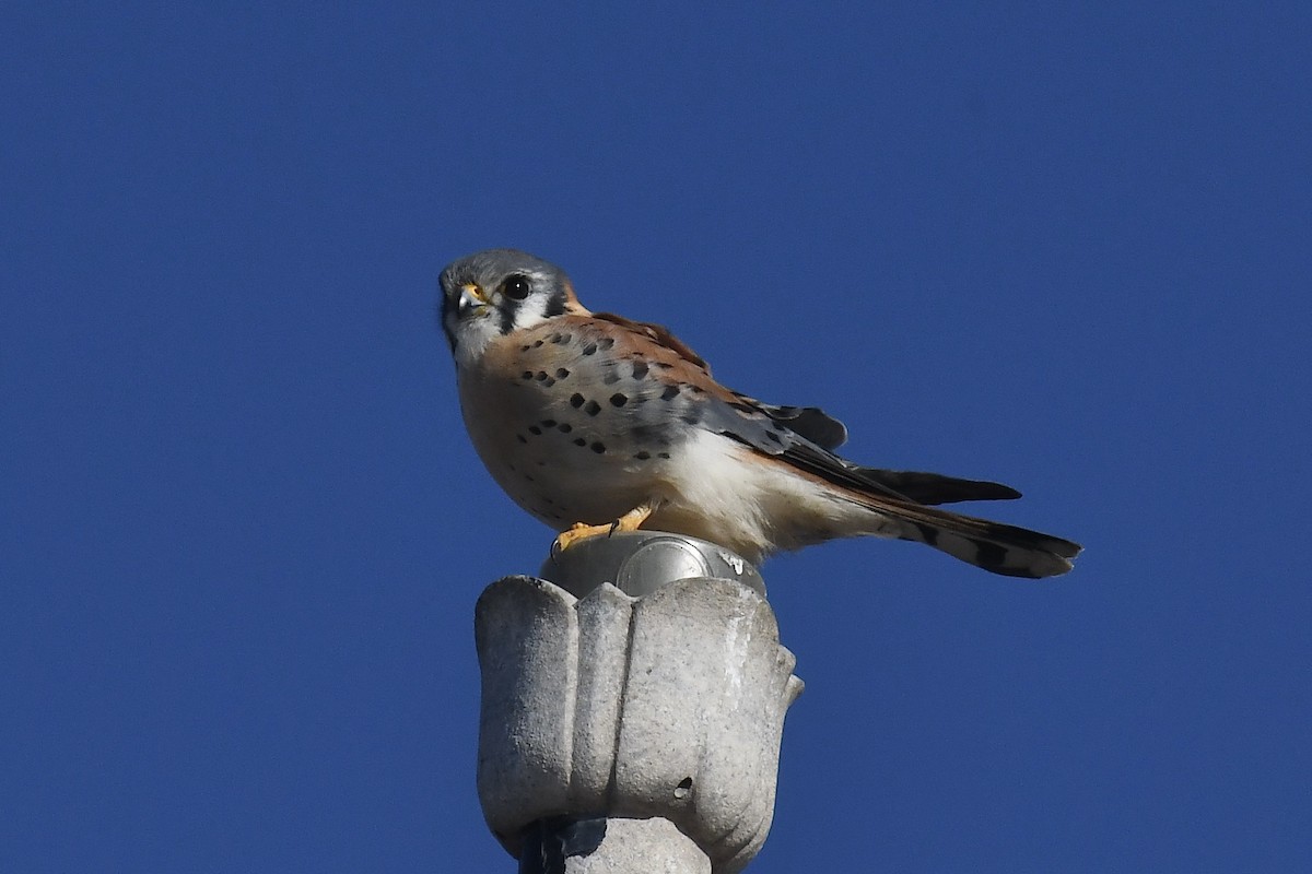 American Kestrel - ML613283471