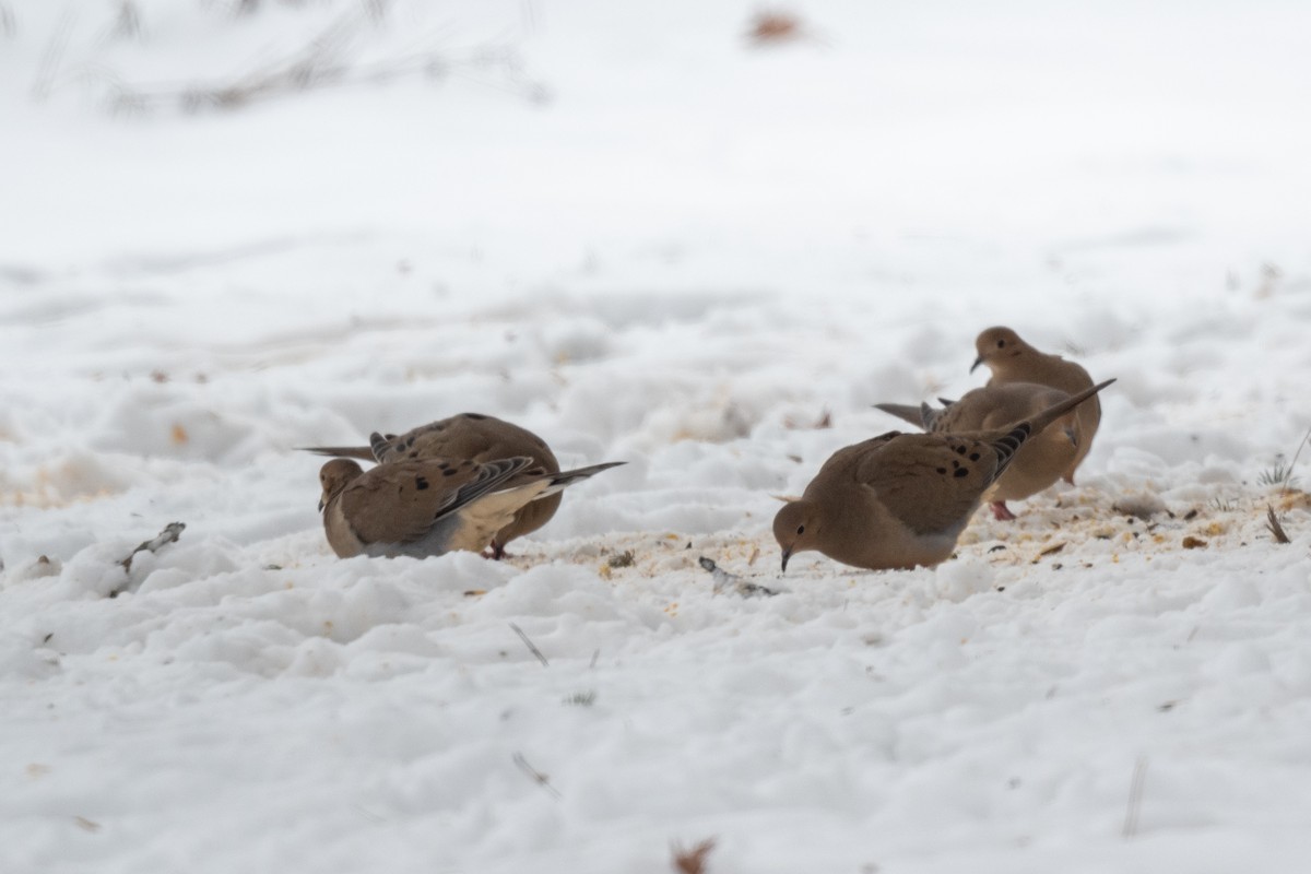 Mourning Dove - ML613283524