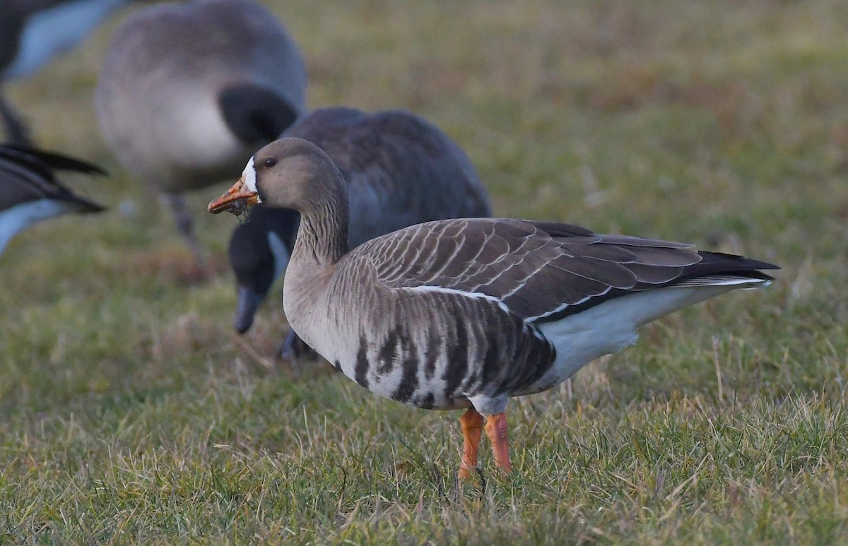 Greater White-fronted Goose - ML613283536
