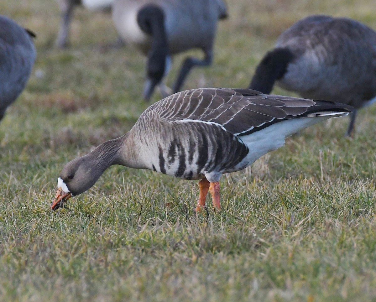 Greater White-fronted Goose - ML613283549