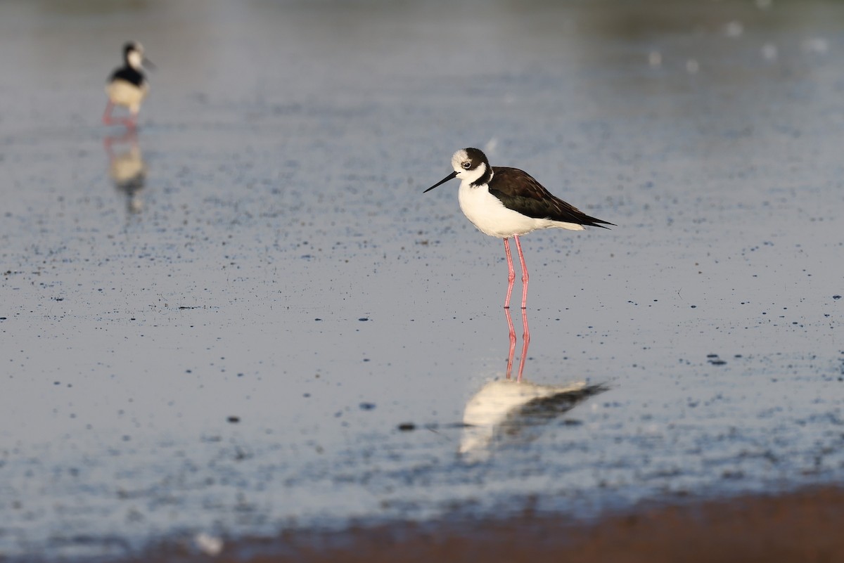 Black-necked Stilt - ML613283552