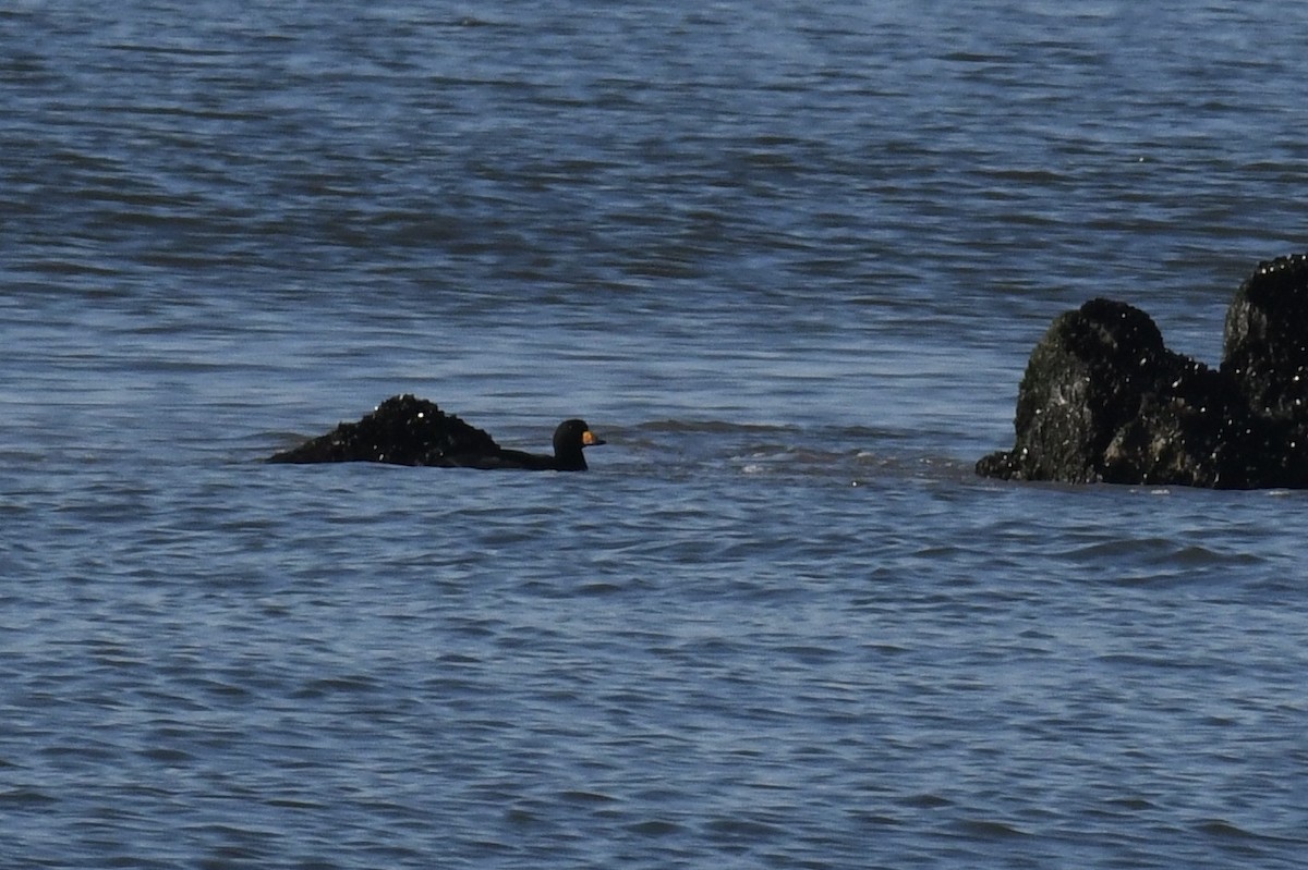 Black Scoter - ML613283571