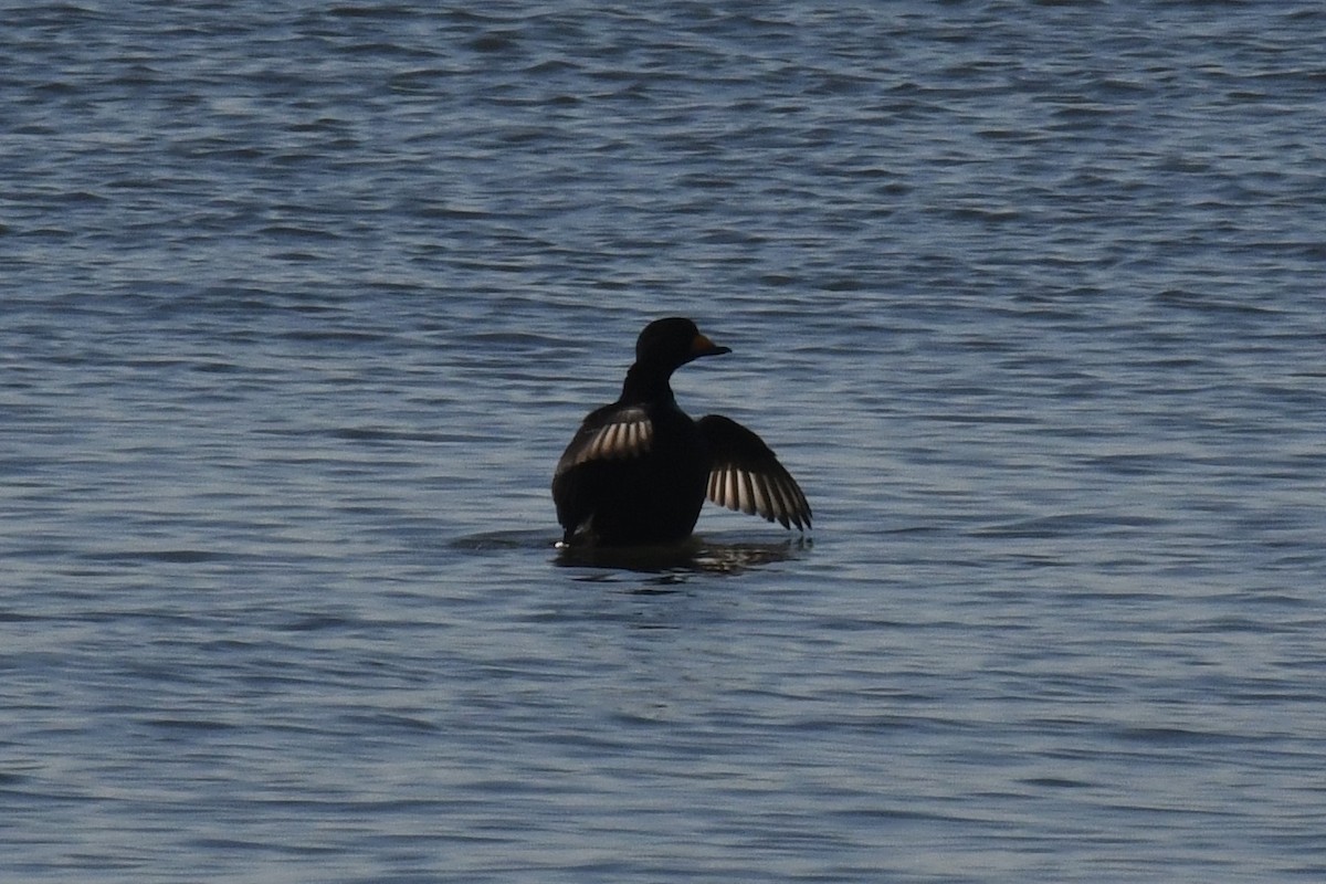 Black Scoter - ML613283573