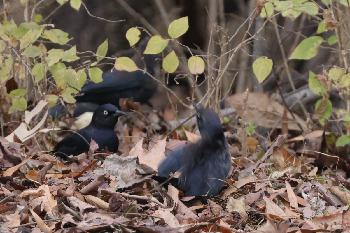 Rusty Blackbird - ML613283693