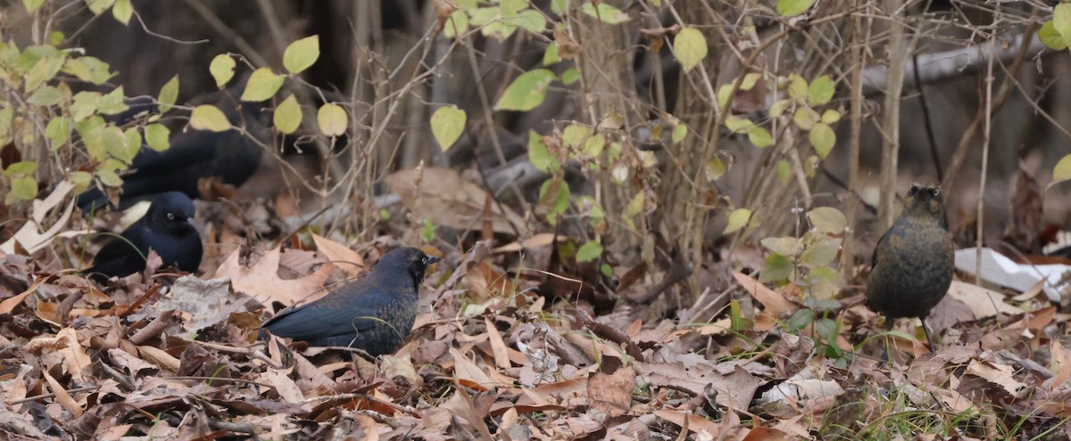 Rusty Blackbird - ML613283694