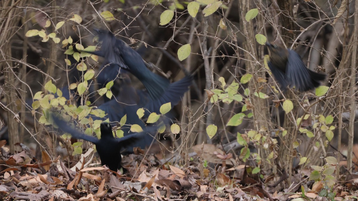 Rusty Blackbird - ML613283717