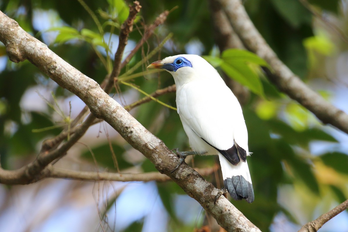 majna Rothschildova - ML613283760