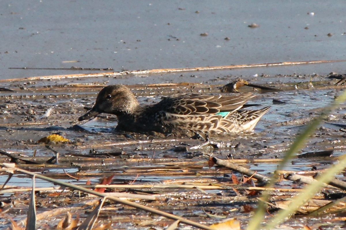 Green-winged Teal - ML613283849