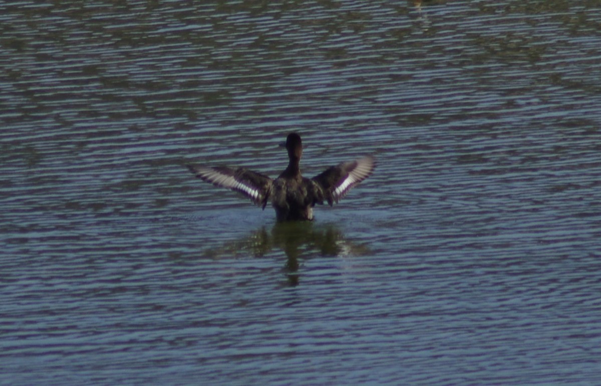 Lesser Scaup - ML613283924