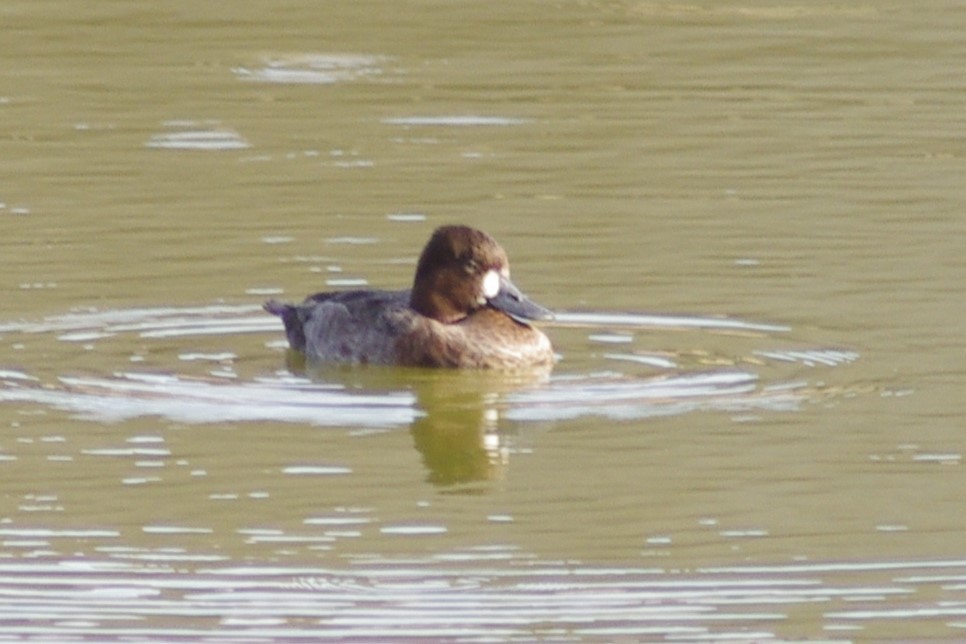 Lesser Scaup - ML613283925