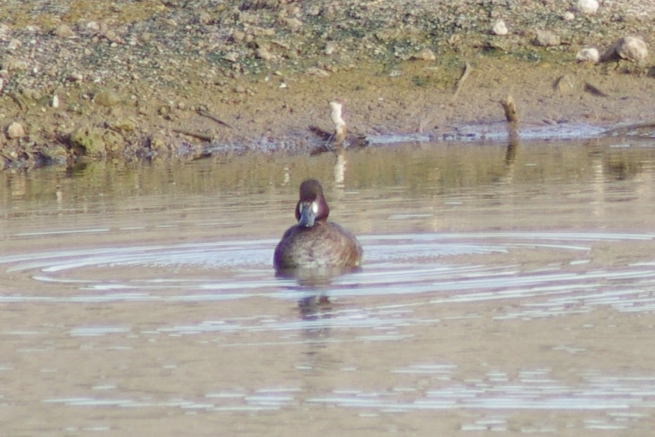 Lesser Scaup - ML613283926