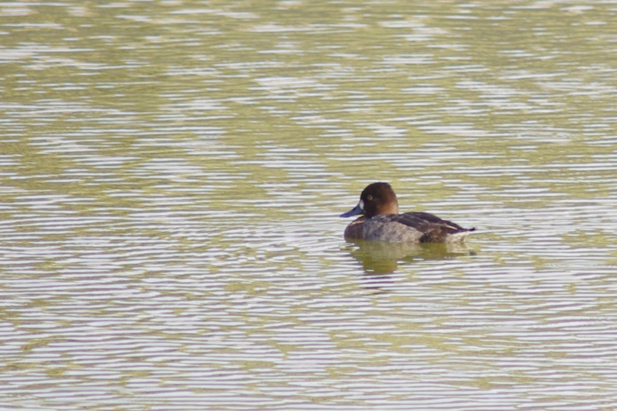 Lesser Scaup - ML613283927